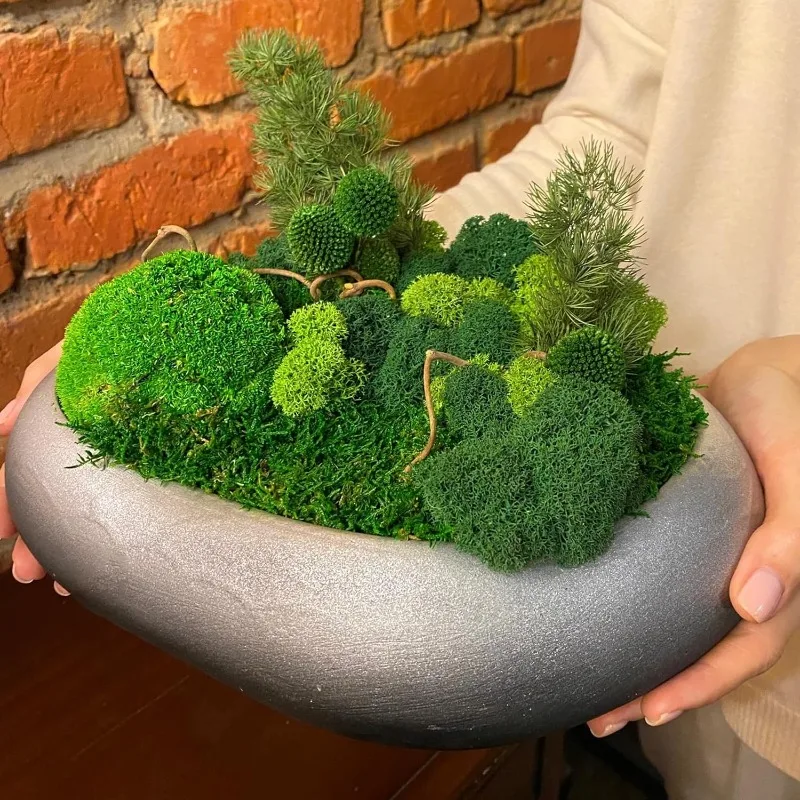 Musgo Artificial de Vida Etern - Sphagnum Moss Dry reseña y precio