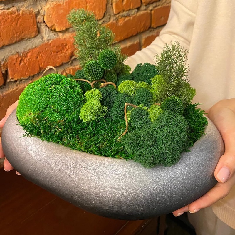 Plantas de musgo verde artific - Sphagnum Moss Dry reseña y precio
